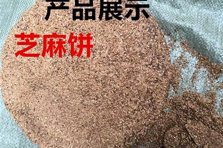 芝麻饼能直接放土里施肥吗