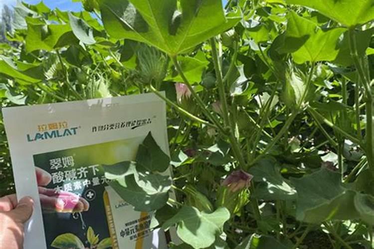 甘蔗要怎样种植才长得好才更甜