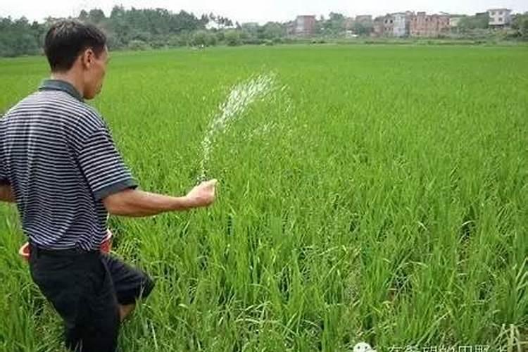 水稻后期灌浆期需要用叶面肥吗？