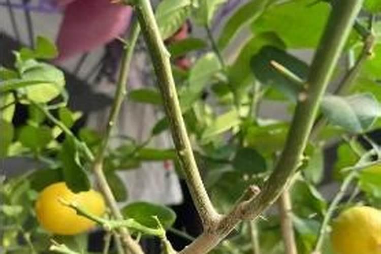 苹果树打药时间与用药方法