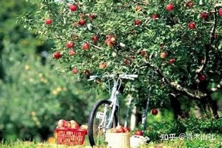 植物缺氮、缺磷、缺钾分别有什么害处？