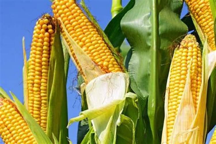 种植玉米需要多少肥料尿素二铵钾肥？