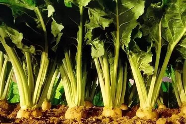 甜菜叶面施肥应把握哪些要点？