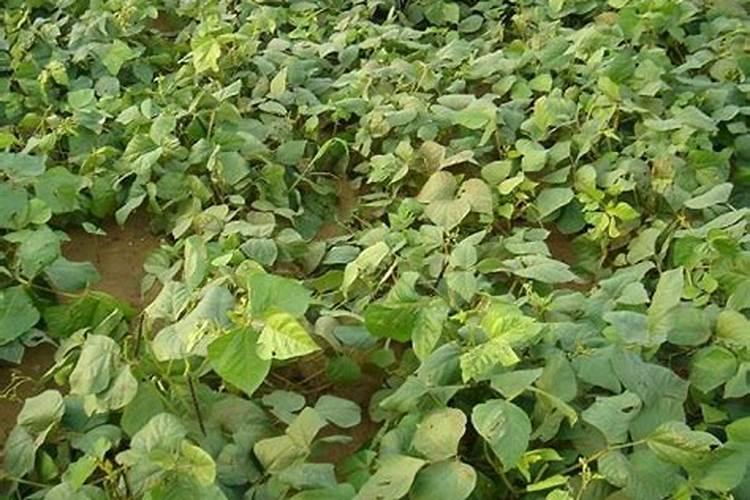 绿豆怎么才能做成肥料