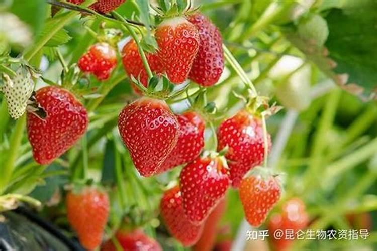 草莓要用什么肥料来促进生长