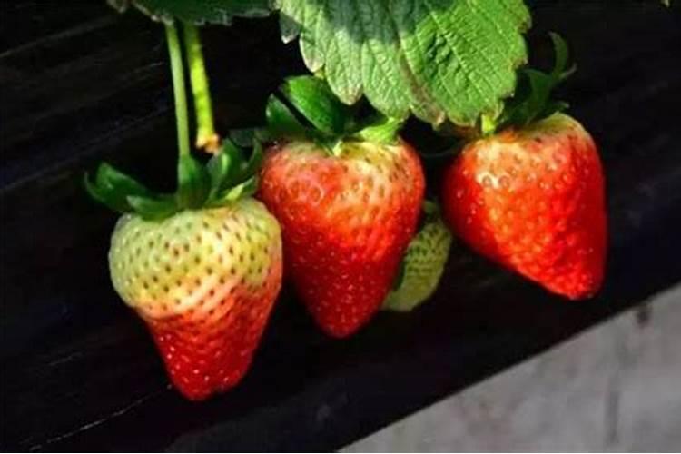高钾肥有哪些？甜瓜在盛果期冲施高钾肥好不好？