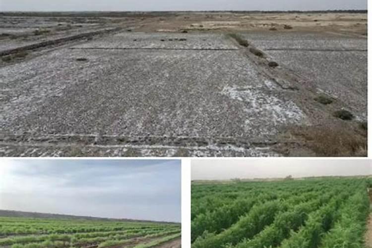 盐碱地水稻怎样施用磷钾肥？