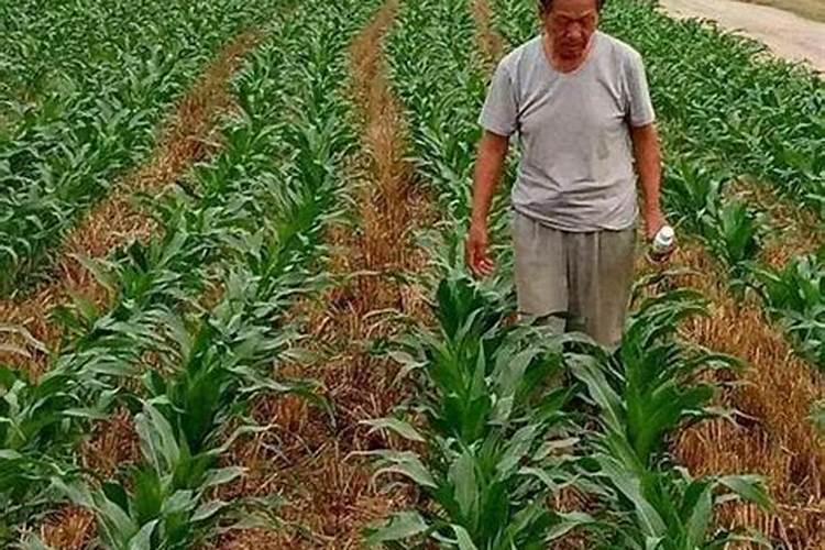 玉米施什么肥好