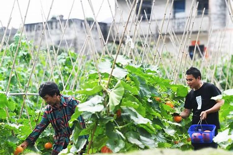 辣椒肥料就放复合肥可以了吗