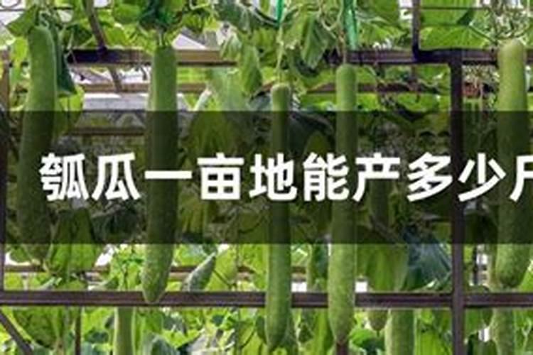 如何合理施用氮肥,举例说明施肥不当对环境的影响