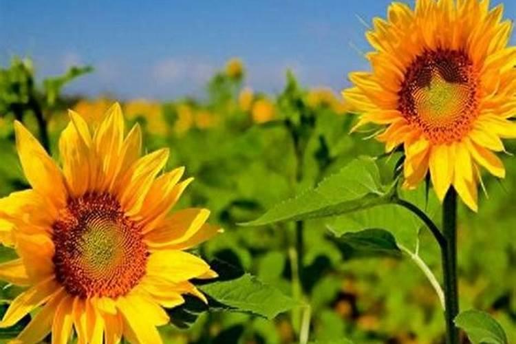 葵花用什么肥料