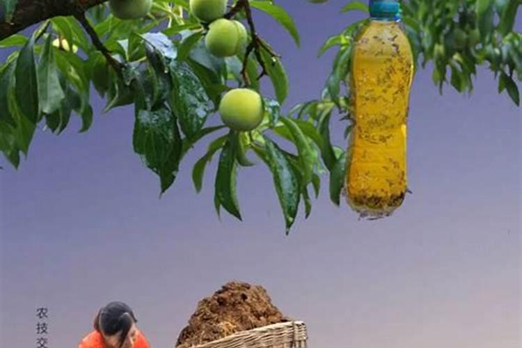 如何施用磷肥效果好