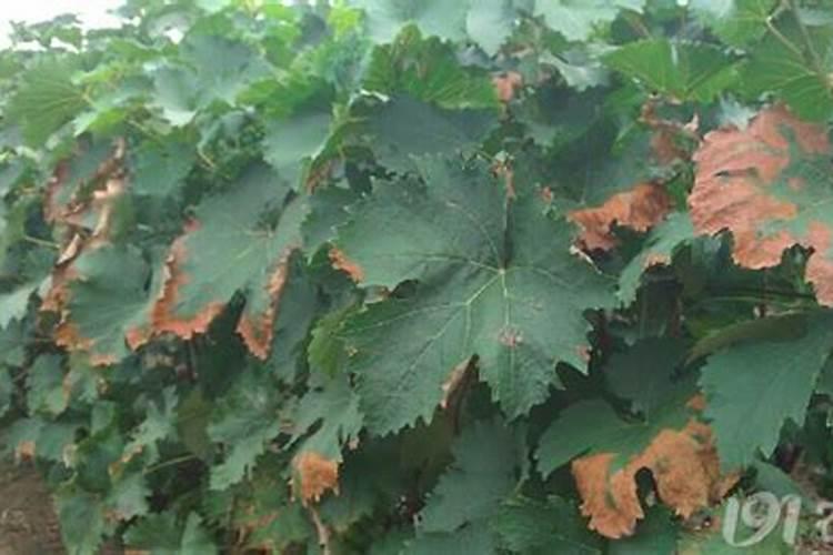 葡萄树底肥放什么肥好(底肥施用方法)