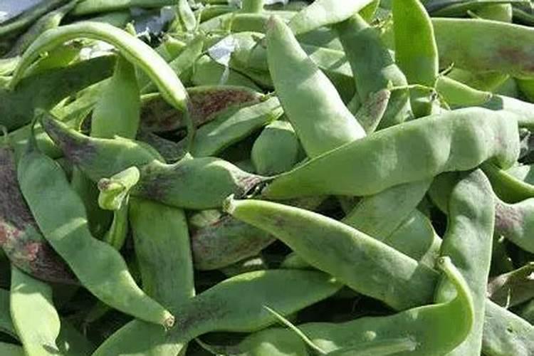 山东平邑县阳历7月4号适合种什么菜或什么豆