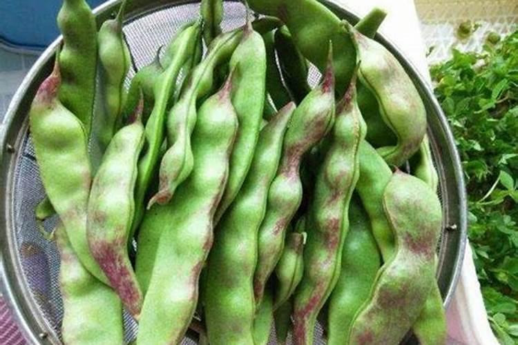 油豆可以现在种吗？