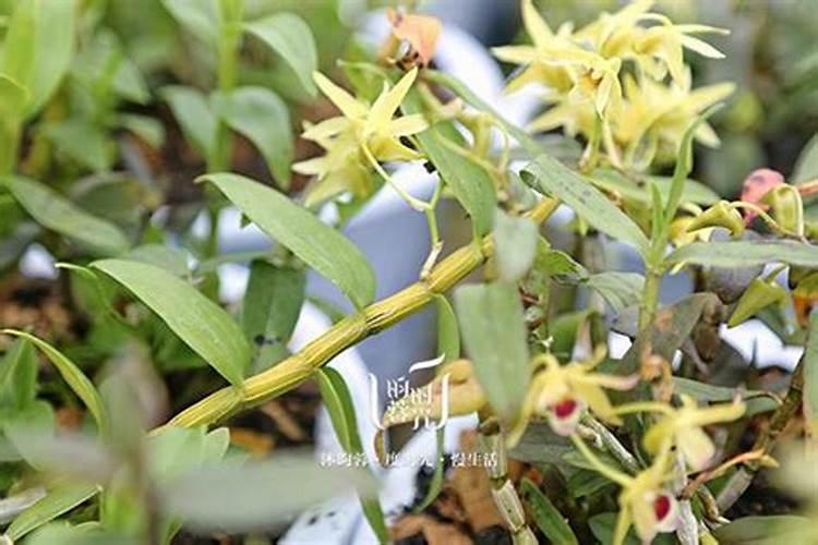 如何给桂花施肥