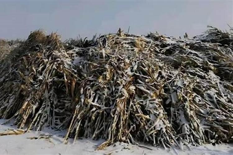 让玉米秸秆粗壮喷施什么叶面肥？