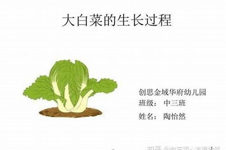 蔬菜叶面肥木醋液市场