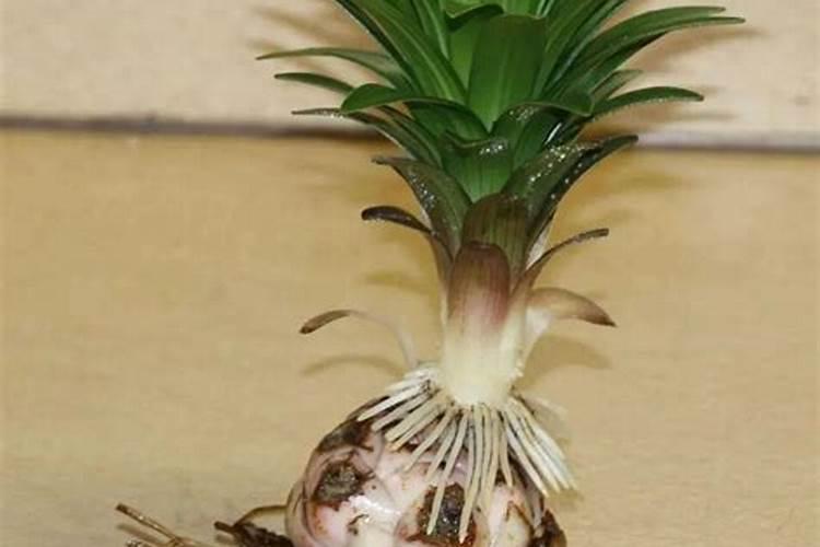 土豆出苗后多久施肥 土豆出苗后如何施肥