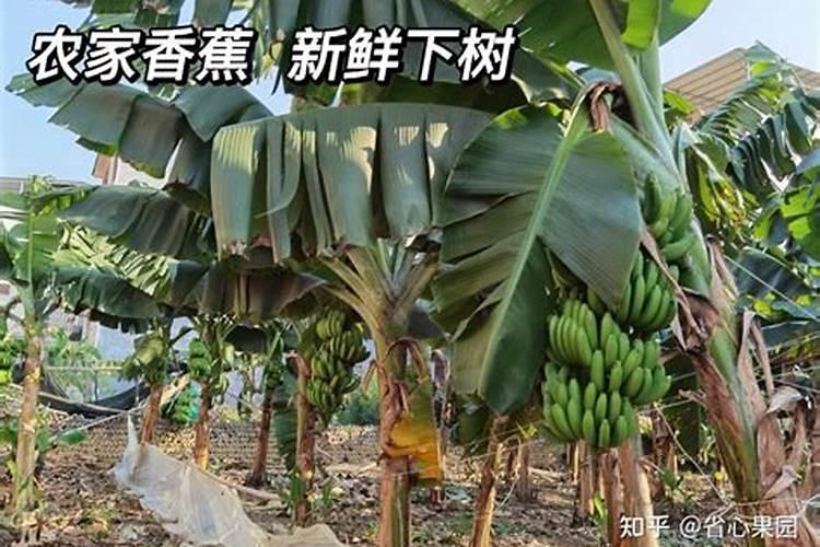 香蕉一般施什么肥