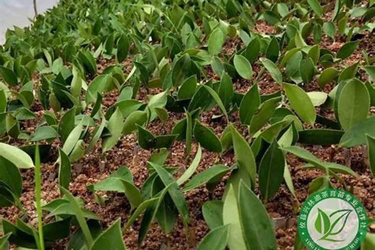 苹果采摘后可以用菌肥吗？