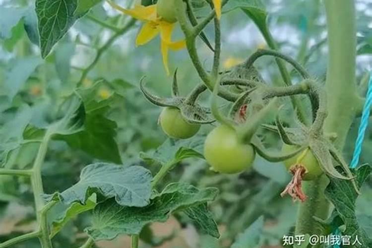 复合肥te是什么意思