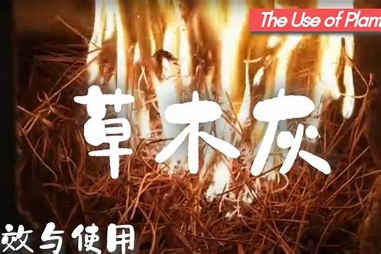 杜鹃花喷了多菌清能不能晒太阳