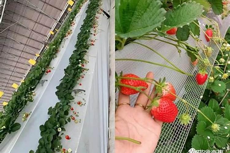硅肥的施用跟普通肥料有不同吗？