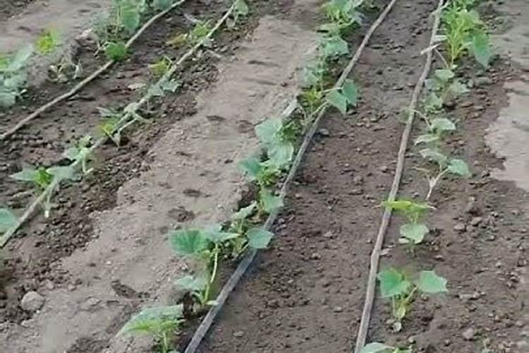 种植后什么时候施肥好 种植后什么时候施肥