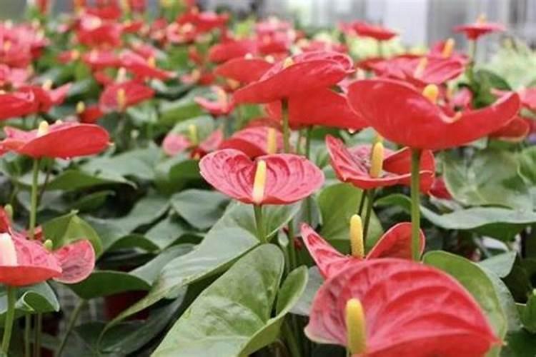 红掌花浇什么肥料合适