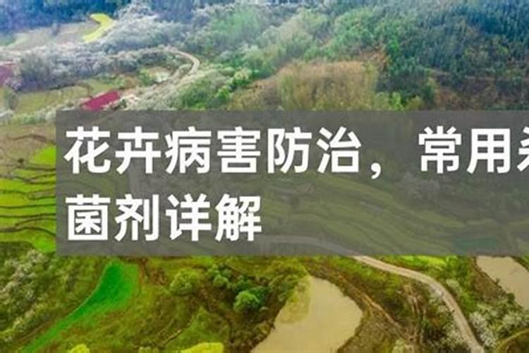 盘点花卉常用的五种杀菌剂