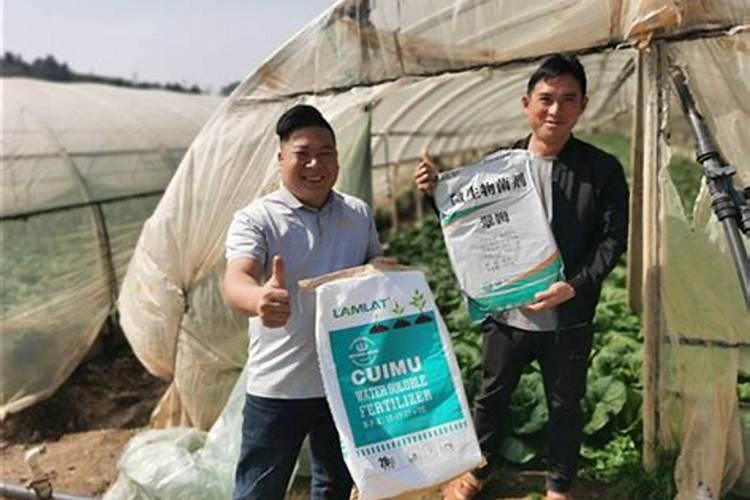 西瓜上什么肥料又大又甜