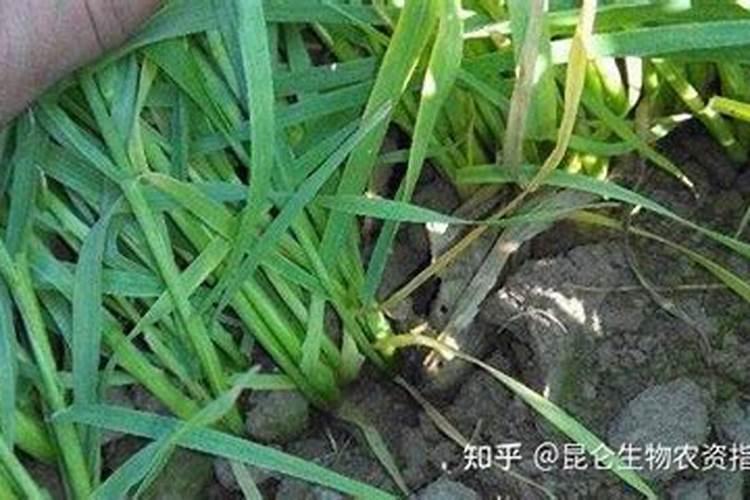 番茄转色期可以用202020的水溶肥吗？