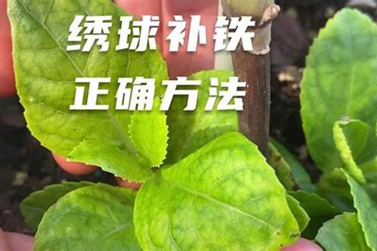 绣球叶子发黄