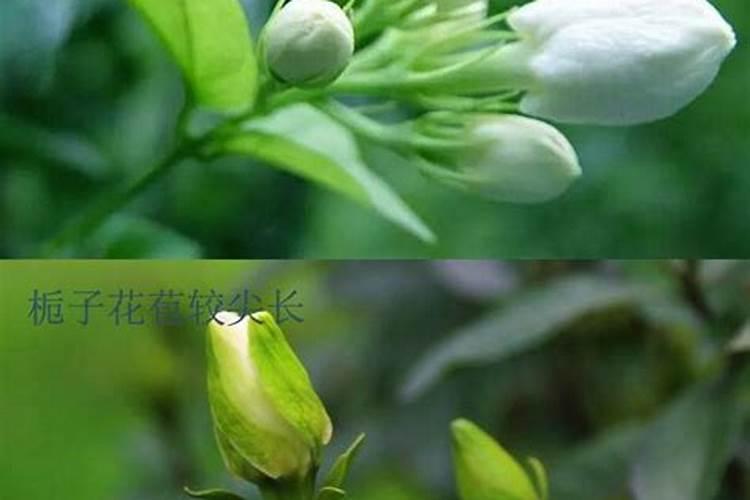 茉莉花和栀子花哪个好养 哪个适合家里养