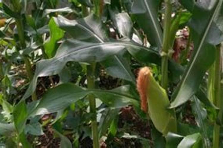 种植玉米什么时候打药 玉米喷要方法