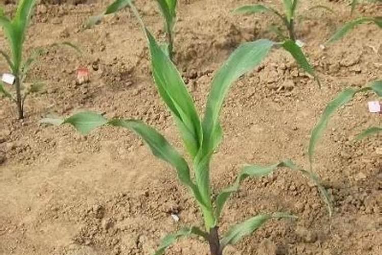 玉米现在打什么农药？