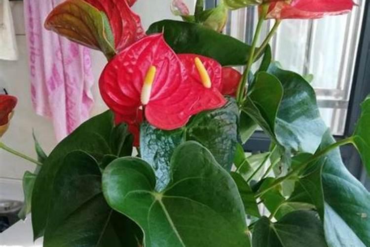 红掌花浇什么肥料合适