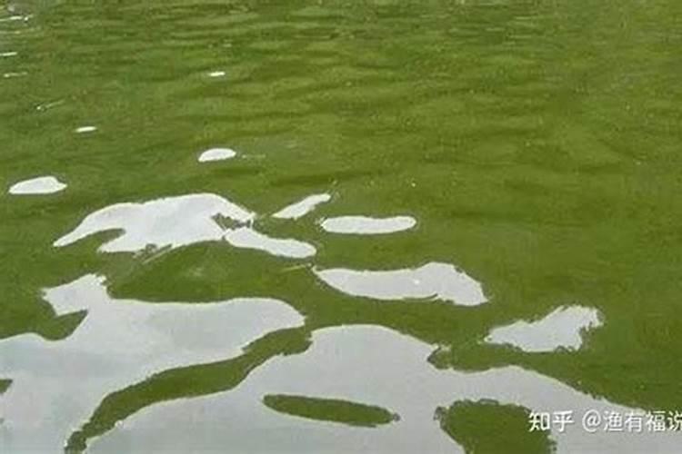 桃树用什么肥料桃子甜 施肥注意事项有哪些