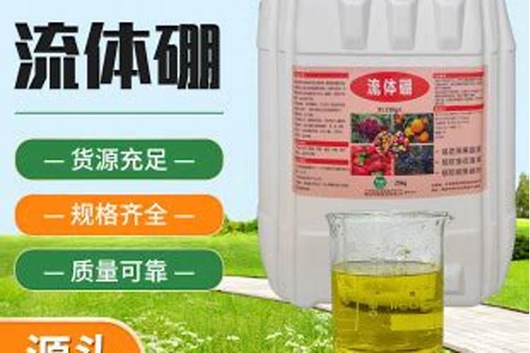 大拱棚种植越夏圆椒什么时间合适