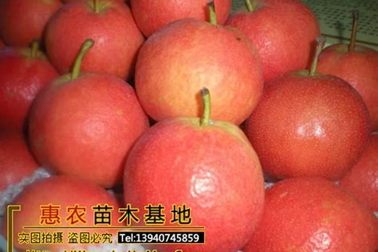 果树专用肥果树专用肥简介