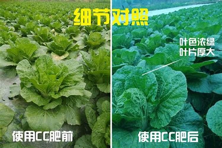 一般稻谷一亩产多少斤