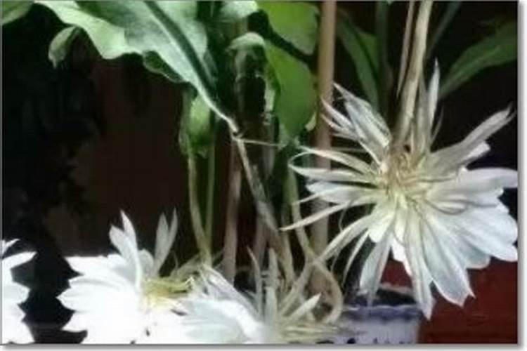 昙花施肥用什么肥料,长花蕾的时候可以施肥吗