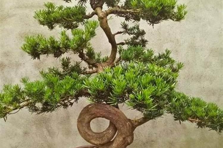 平衡肥是什么肥