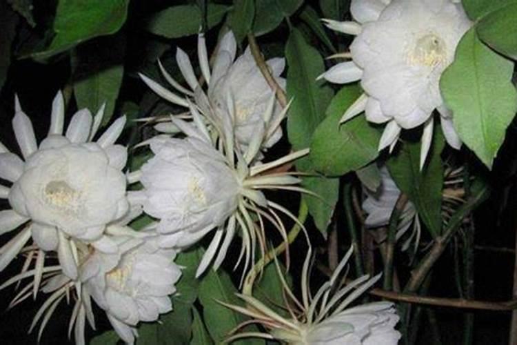 昙花施肥用什么肥料,长花蕾的时候可以施肥吗