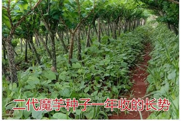 魔芋施肥最佳时间 施肥方法总结