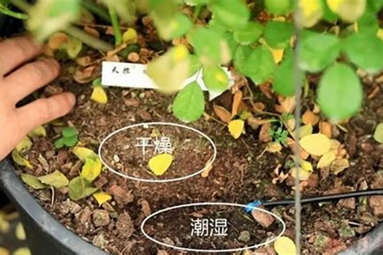磷肥可以兑水浇花吗