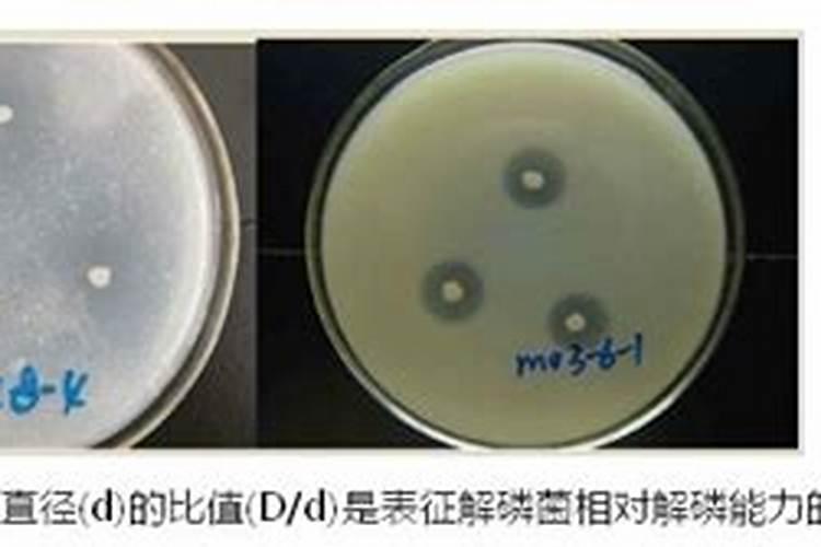 钙镁磷肥是什么