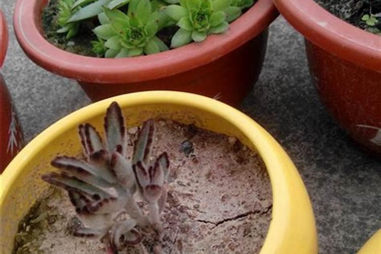 草莓花芽分化施什么肥;草莓怎么促进花芽分化
