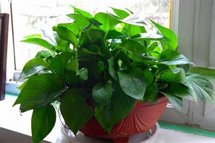 盆栽观叶植物用什么肥
